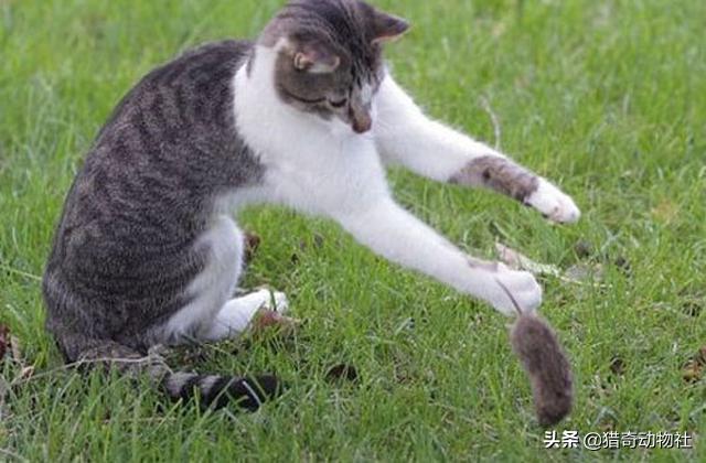 猫捉老鼠酷跑:猫抓到老鼠后，不是直接吃掉，而是玩耍，为什么老鼠不敢跑呢？ 猫捉老鼠超级玛丽版视频