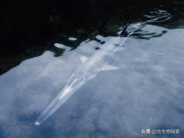 巨骨舌鱼是保护动物吗，“中国最大淡水鱼”灭绝，这是什么鱼？还有哪些鱼濒临灭绝？
