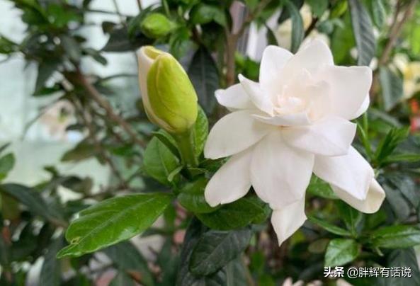 盆栽黄水仙怎么养:栀子花盆栽怎么养？栀子花的养殖方法？