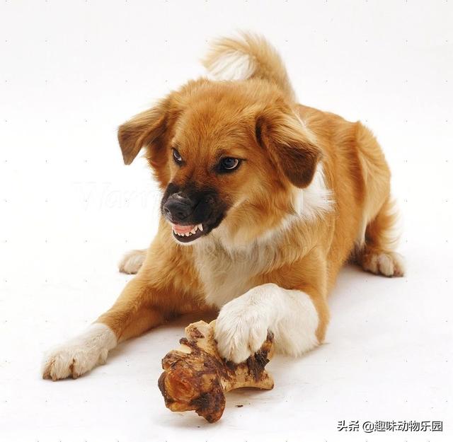 狗护食:狗护食怎么改正 两岁的狗狗护食护的厉害，应该怎样纠正？