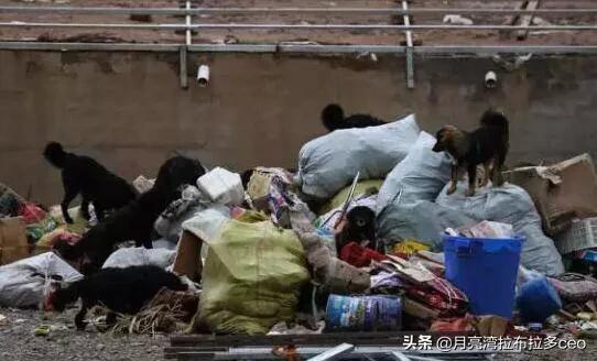 狗王偷藏獒:藏獒经济泡沫化之后，成千上万只藏獒怎么处理？ 狗王偷藏獒一点不叫