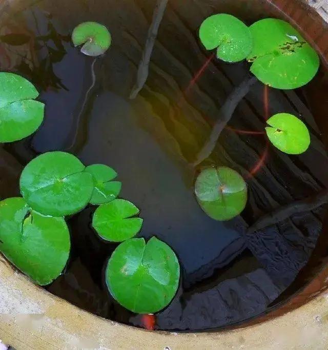 蜈蚣草图片:蜈蚣草图片的使用方法 古法养鱼，缸水变绿了怎么办？