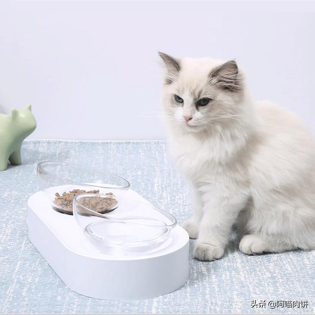 江阴橘猫吧:3个月的小橘猫要怎么照顾？刚来家里？ 江阴橘猫