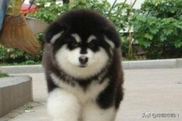 1岁阿拉斯加雪橇犬性格:阿拉斯加犬的性格怎么样？