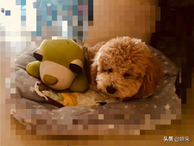 请各位爱狗朋友帮忙推荐一些好喂养且温顺的小型犬,成年犬10斤以下,谢谢？