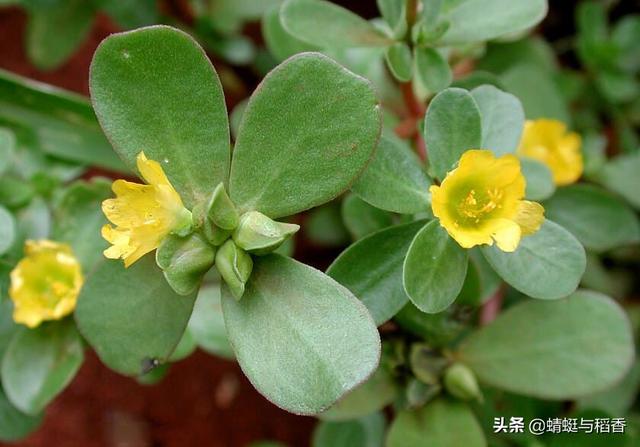 马齿苋菜,马齿苋用什么药能除而不伤害菜？