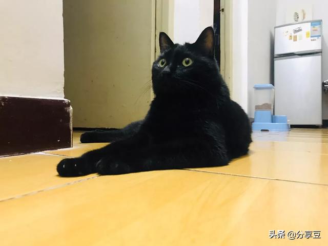 可爱的猫猫狗狗:你觉得狗和猫谁是人类第一宠？