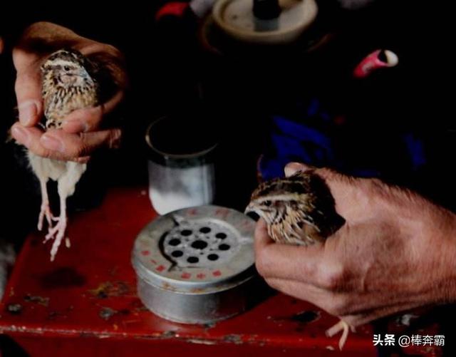 引用哥哥鸟叫图片:过去农村老人都爱“把鹌鹑”，为什么感觉现在很少看到了？