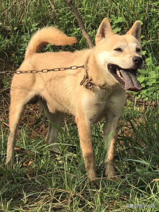 在农村地区生活的朋友敢不敢晒下你家土狗中华田园犬的照片