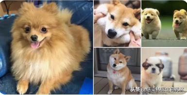 祖述宪延迟注射狂犬疫苗:紧急关注：狂犬病毒疫苗会不会因为耐药性而失效呢？