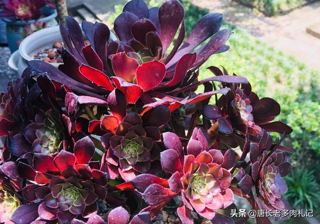 魔南景天夏季落叶怎么办:多肉植物法师如何度过炎炎夏日？