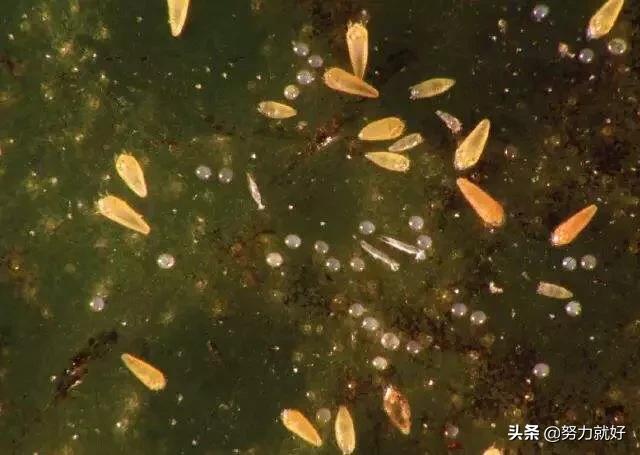 梨锈壁虱:种植果树的，杀锈壁虱和红蜘蛛用哪种农药比较好？