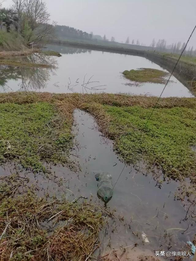 观赏虾脱壳太勤:网箱养殖小龙虾，如何解决小龙虾脱壳问题？