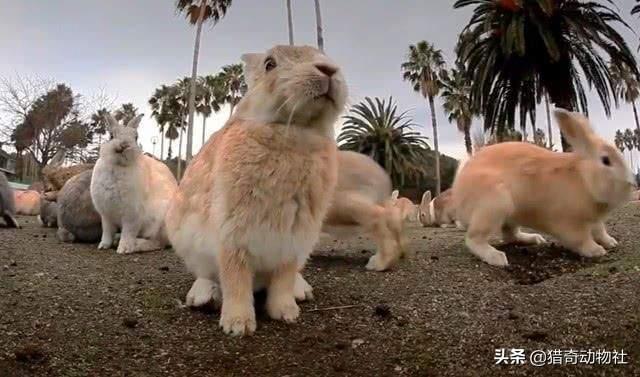 澳洲草原斑猫:放狗咬流浪猫，是否涉及猎杀野生动物？ 草原斑猫是几级保护动物