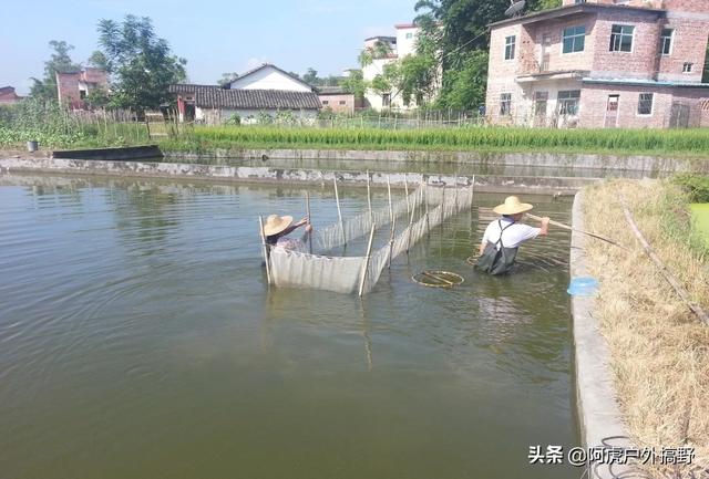 水蚤 开口:鱼苗培育需要大量的浮游动物，那么浮游动物都是怎样培养的呢？