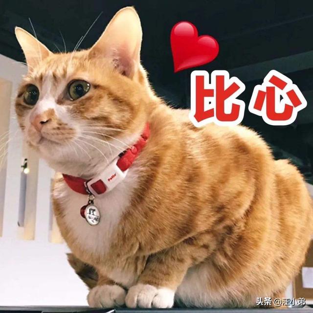 养猫记 by angelo:为什么很多人领养猫的时候都不要成年猫？ 养猫记小说