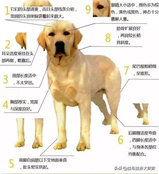 牧羊犬在线黑神:网评最受欢迎的狗狗有哪些？你喜欢哪些？