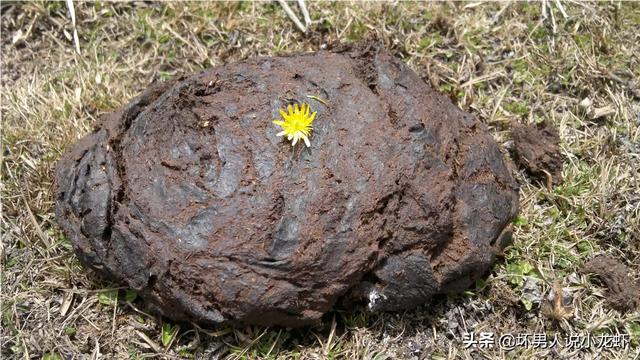 苦力泥鳅好不好:牛粪喂养泥鳅亩产多少斤？为什么？