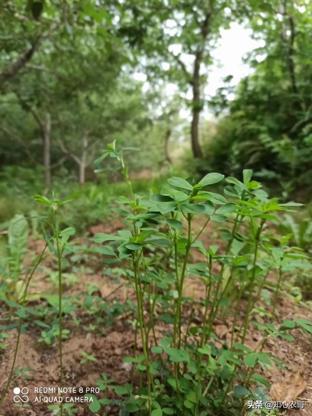 云南一母猪产下8名男婴:3头母猪，放养条件下，一年可产几只猪仔