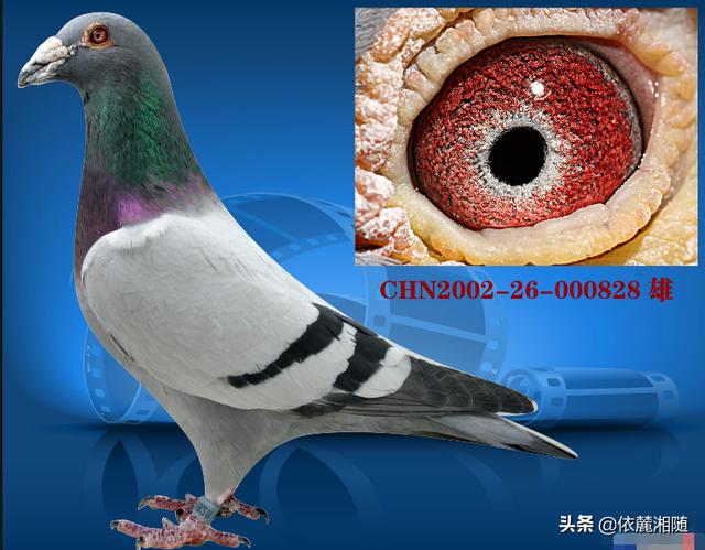 最快速的信鸽眼砂图片:鸽子眼里边的适应圈是怎么形成的？