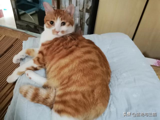 可爱宠物小猫咪:你们家的小猫咪晚上喜欢爬上你的床吗？ 我家的小宠物小猫咪