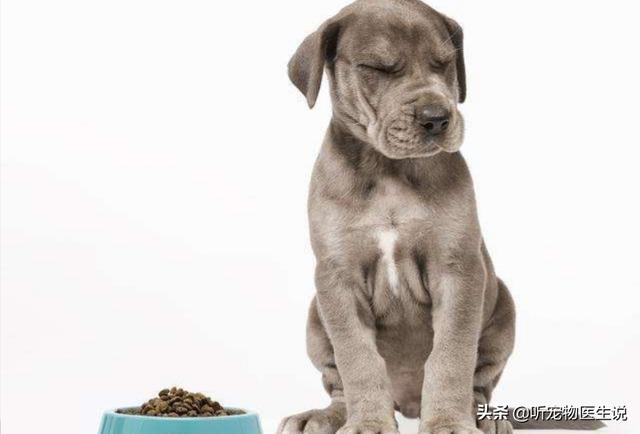 盛来知半生粮食泰迪专用:我家的狗狗近来吃狗粮最后会留一粒，这是为啥呀？
