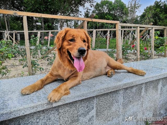 金毛巡回猎犬吃什么:金毛到底适不适合长期吃玉米粉？ 金毛是不是巡回猎犬
