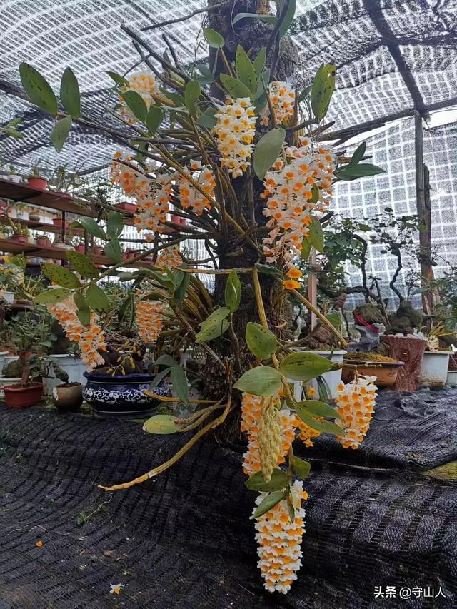 石斛图片,石斛的种类包括哪些？作用各有何不同？