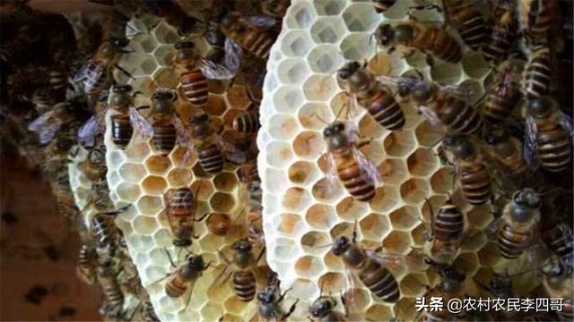 有关蜜蜂的知识简解:蜜蜂养殖需要哪些条件和注意事项？