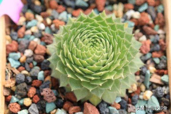 长生草怕冻吗？