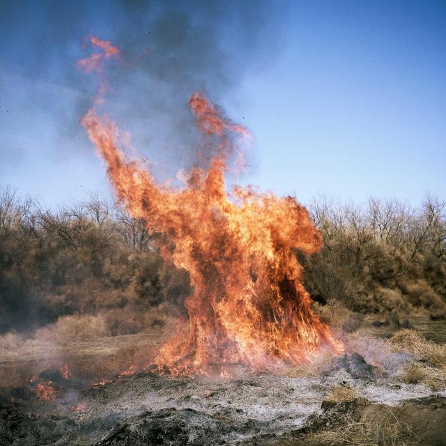 亚洲成人黄色网站，风滚草入侵全球，在美国堵路淹没房屋，为什么在我国活不过成年？