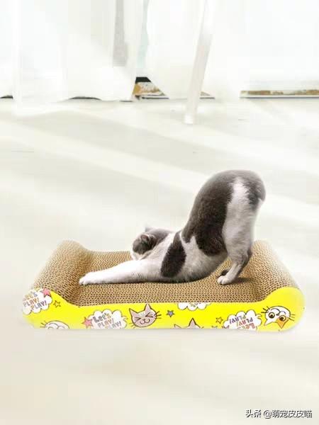 猫爪子好利:猫咪为什么不让摸后爪子？