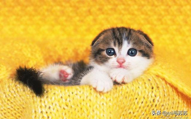 折耳虎斑猫的特点:猫猫耳朵很小，是折耳猫吗？如何辨别呢？