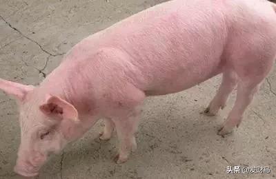 五六十斤猪拉稀不吃食怎么办:七八十斤猪拉稀吃食正常怎么回事 育肥猪没精神，不吃食，便秘什么病？