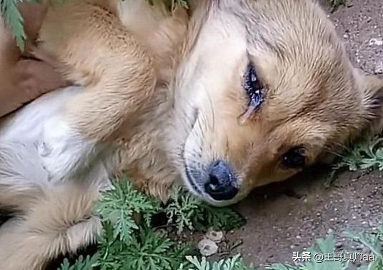 狗狗心事 最后一段:如果因为冲动养了宠物狗，想中途放弃有什么好的方案？