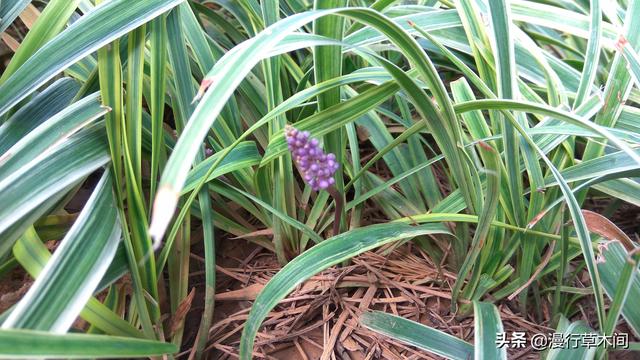 花叶芋根结线虫病:种麦冬把叶子剪短种植可以吗？