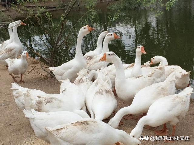 副流感病毒的诊治:狗狗的腺病毒Ⅱ型感染如何治疗？