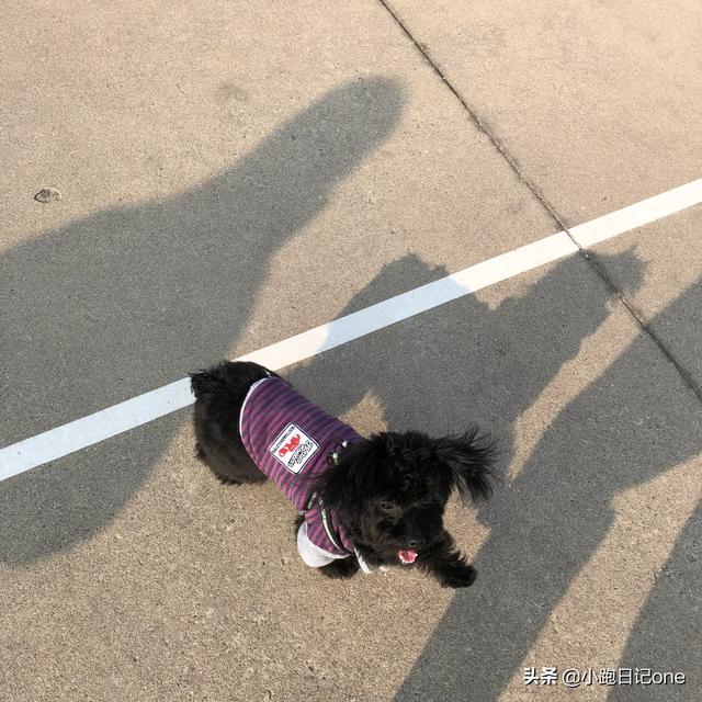 泰迪犬:有什么特点的泰迪犬，一般是会比较漂亮的呢？