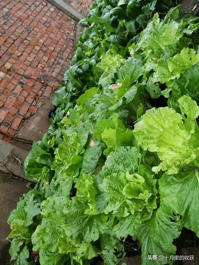 家住别墅是什么样的感觉？插图39