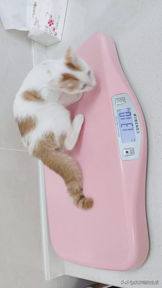 萌猫猫图片:你家喵的哪个动作最能萌到你？