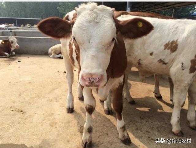 沙皮犬 奶牛场小公牛:买牛可分期付款，免费运输，真的吗？ 沙皮犬的体重和性格