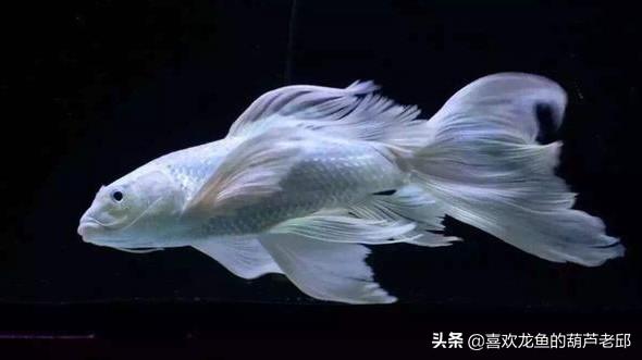 家用大鱼缸养鱼知识:鱼缸内该不该放水草？饲养观赏鱼后，水草对水质有没有影响？ 家庭鱼缸养鱼知识大全