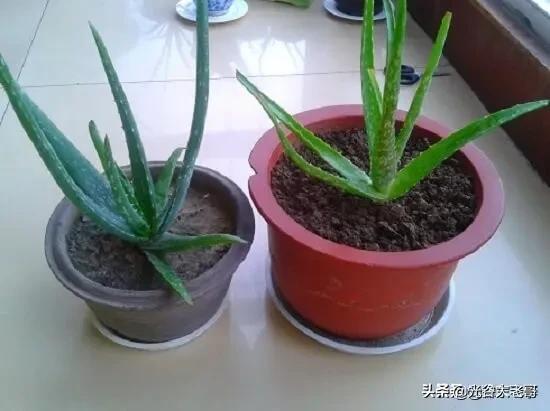 虫卵:请问叶子一层白虫卵怎么办？