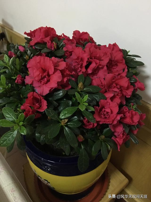 杜鹃简历:杜鹃花多久开一次花？花期会受外界因素影响吗？
