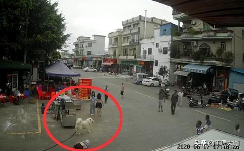 广西导盲犬图片:深圳拟立法五一开始禁食狗肉，全国也拟立法禁食狗肉，怎么看？