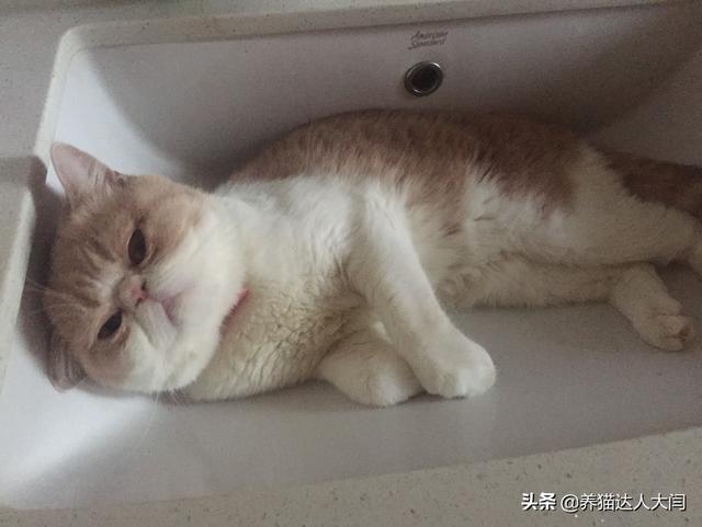 宠儿香猫咪营养膏:猫咪不爱吃营养膏，怎么办？