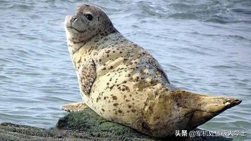 澳洲野犬 百科:海豹的进化趋势是不是像鲸鱼那样？ 澳洲野犬与中华田园犬