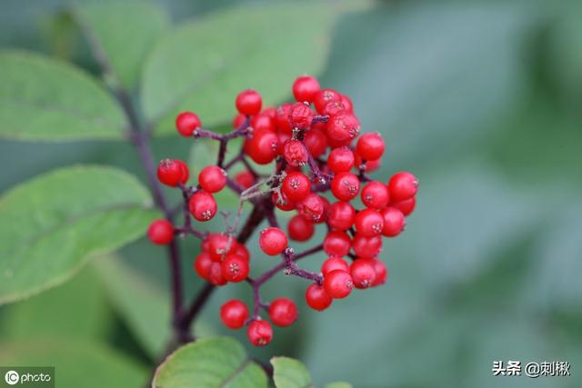 接骨木图片:接骨木是一种什么植物啊？