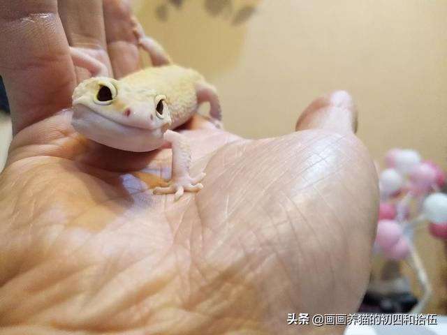 豹纹守宫饲养环境布置:豹纹守宫得肺炎有些什么症状？该如何治疗？