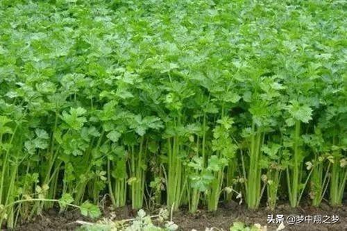 汽巴:芹菜可以施大量的硼肥吗？